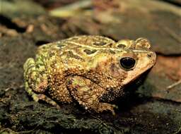 Rhinella ocellata (Günther 1858) resmi