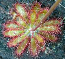 Imagem de Drosera montana var. tomentosa (St. Hil.) Diels