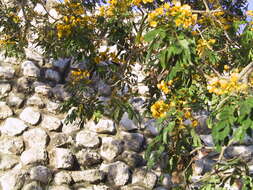 Image of limestone senna