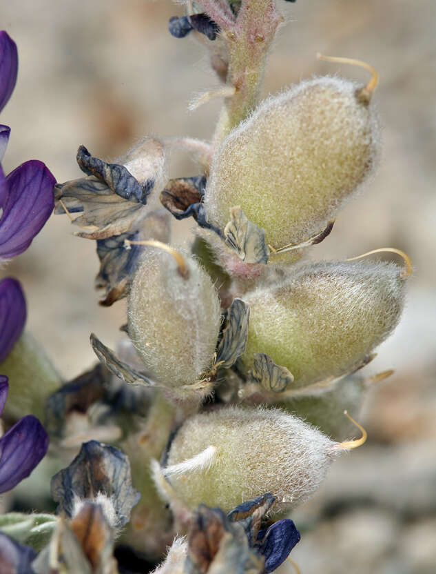 Image of Mono Lake lupine