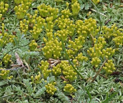 Image of Azorella trifurcata (Gaertn.) Pers.