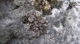 Image of intestine silverskin lichen