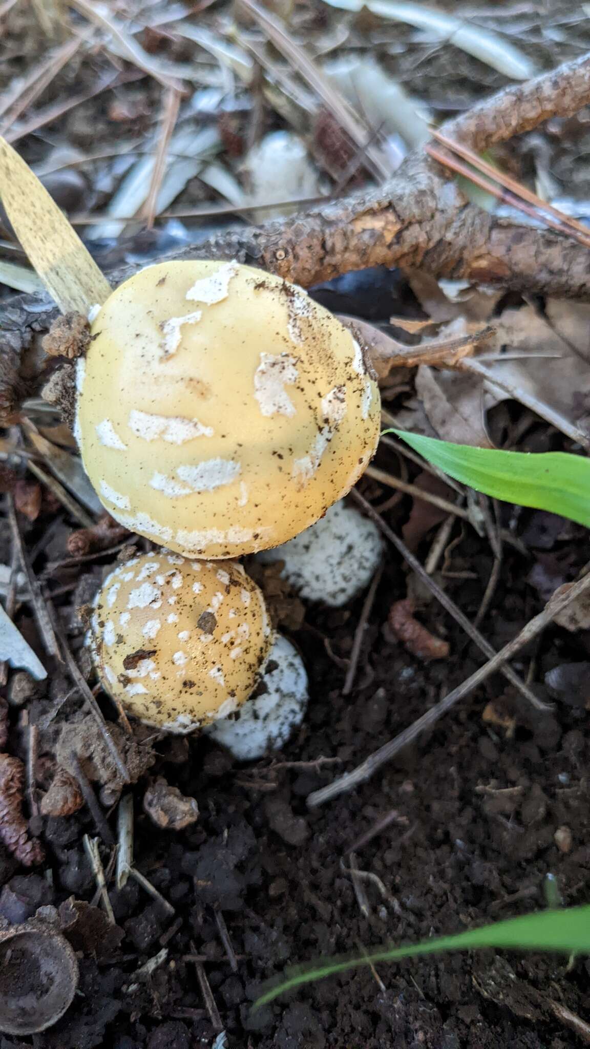 Image of Amanita orientigemmata Zhu L. Yang & Yoshim. Doi 1999