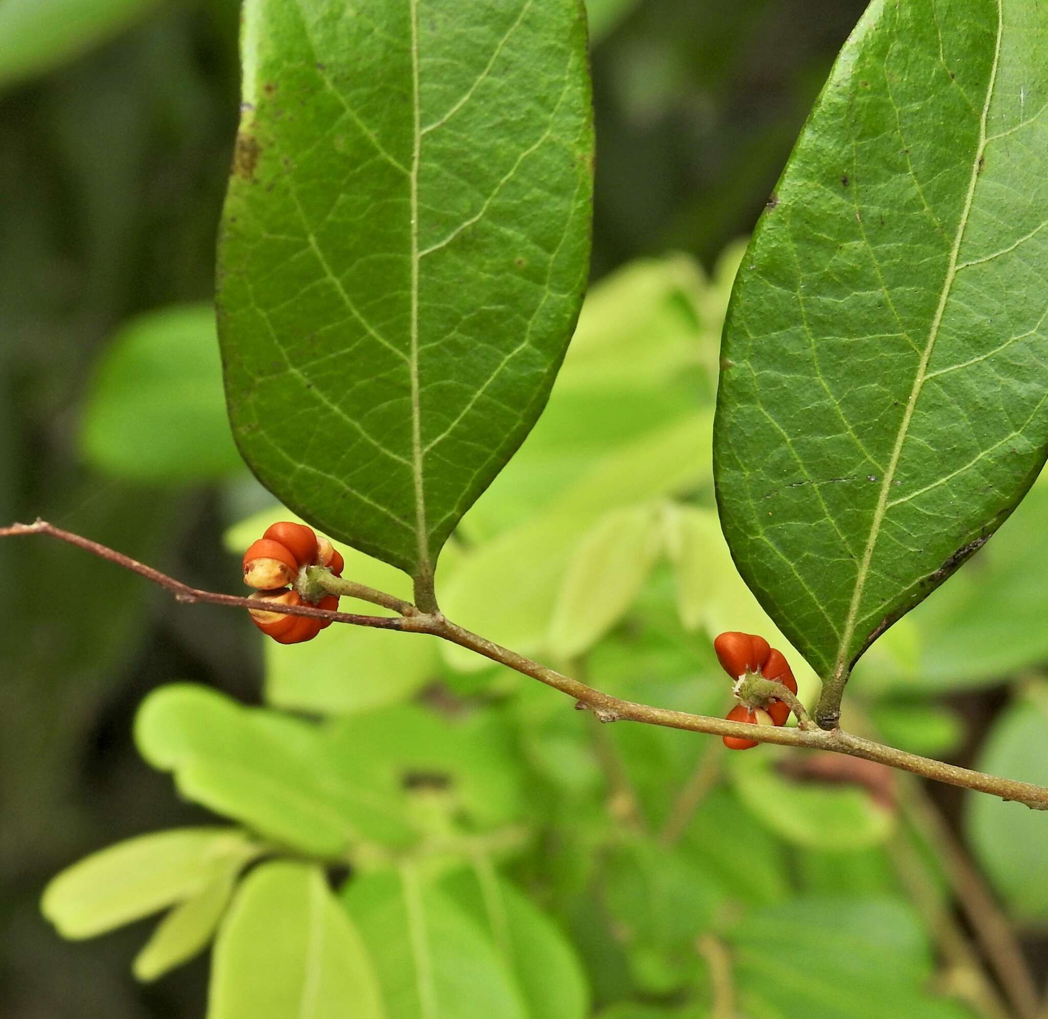 Image of Glochidion benthamianum Domin