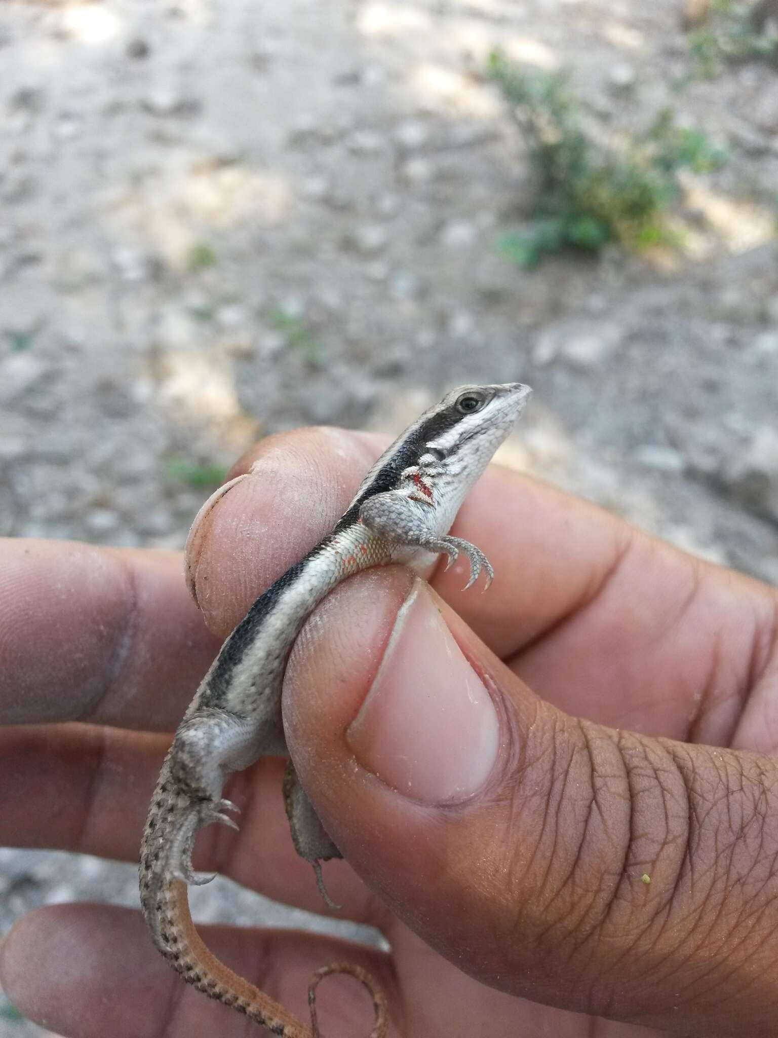 Image of Pale-bellied Hispaniolan curlytail