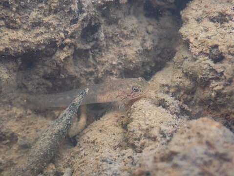 صورة Wuhanlinigobius