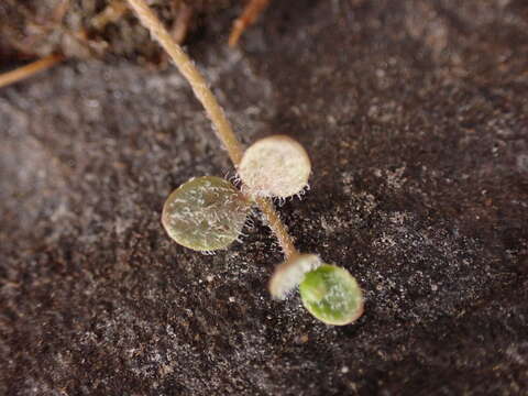 Veronica canescens T. Kirk resmi