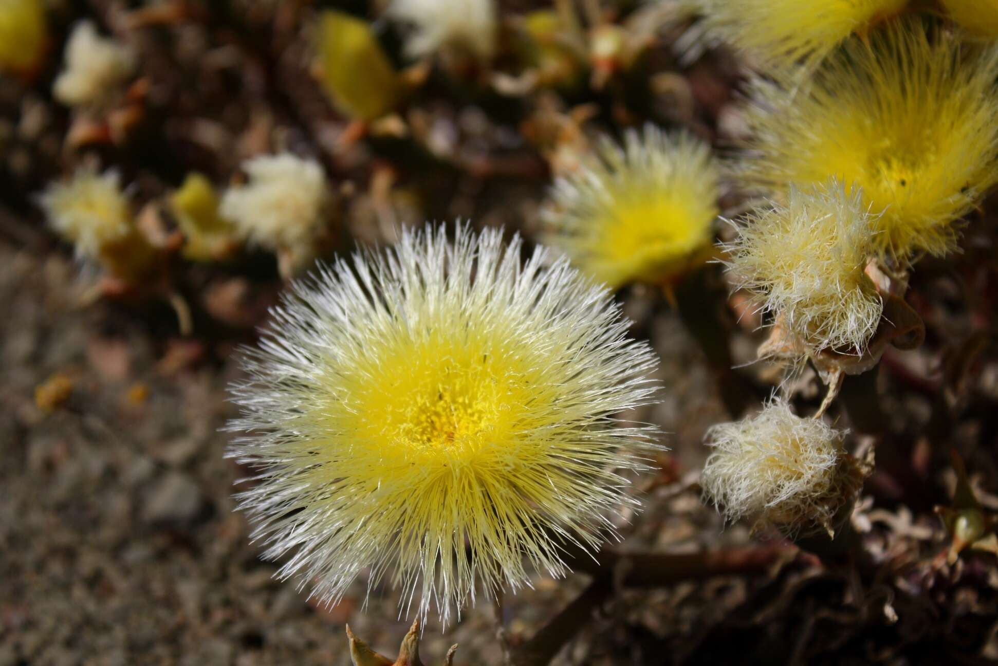 صورة Mesembryanthemum eurystigmatum Gerbaulet