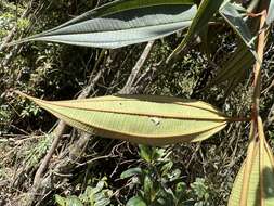 Image of Miconia miocarpa Naud.