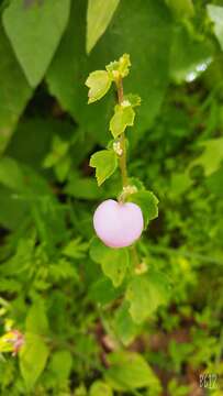 Image of Begonia bulbillifera Link & Otto