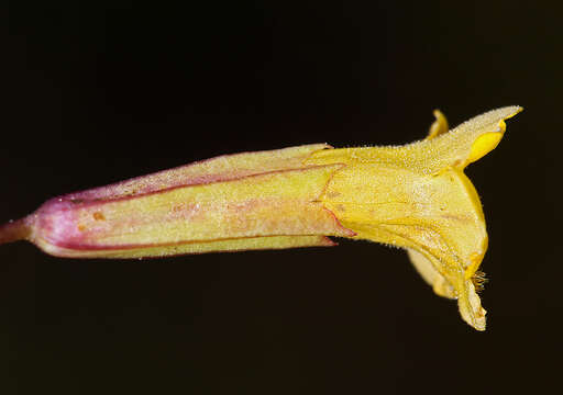 Image of primrose monkeyflower