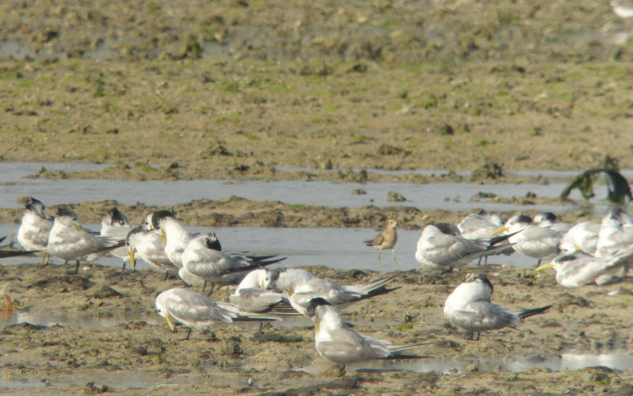 Charadrius veredus Gould 1848 resmi