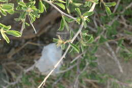 Image of Small-leaved white raisin