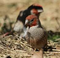 Image of Red-headed Finch