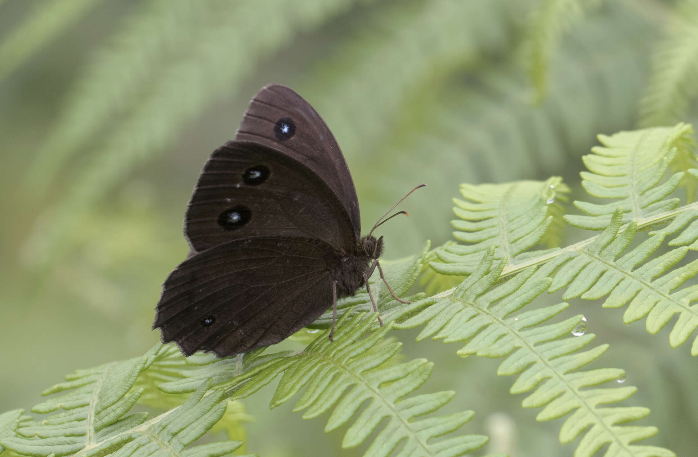 Image of Minois dryas