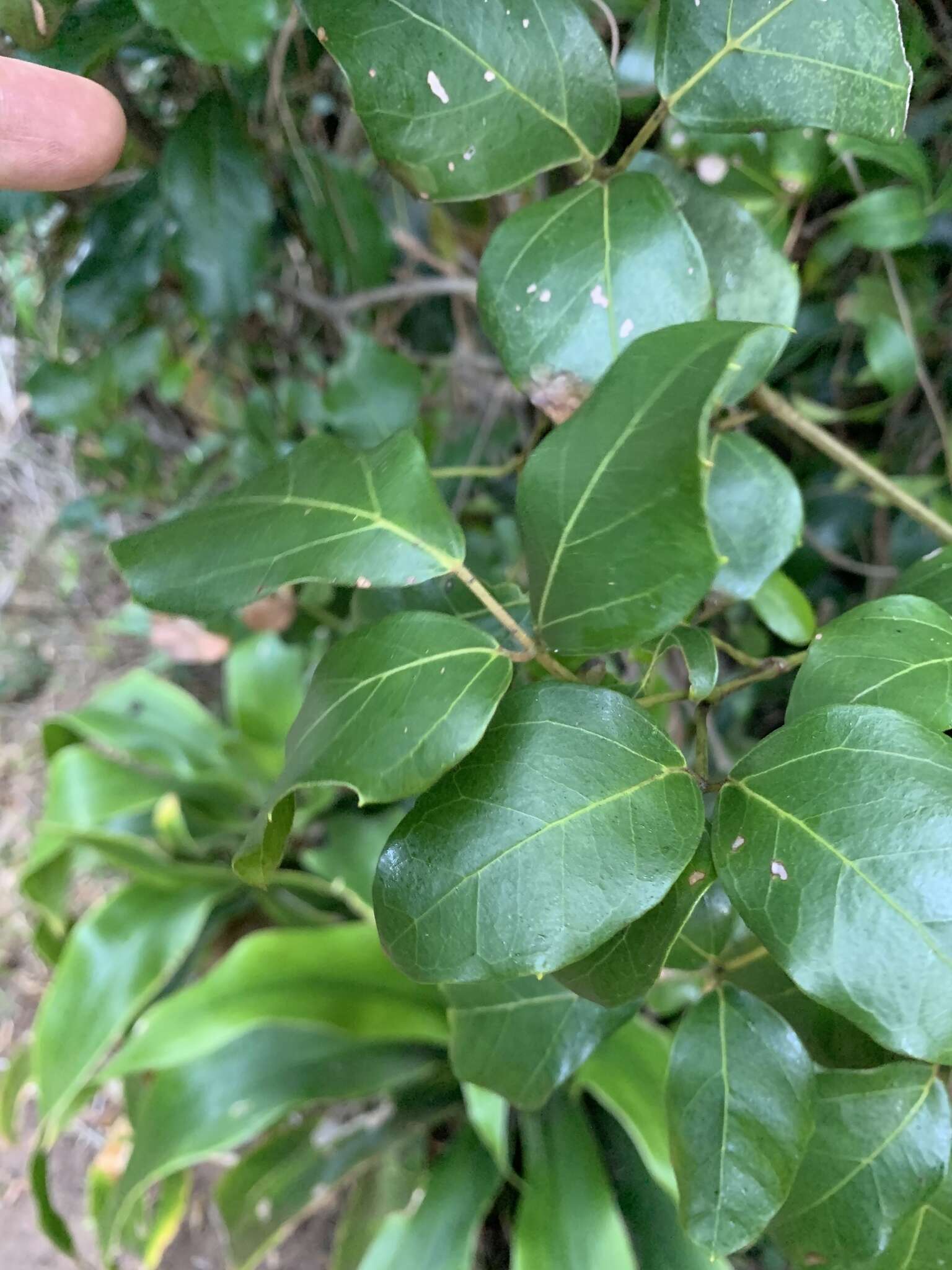 Plancia ëd Rhoicissus rhomboidea (E. Mey. ex Harv.) Planch.