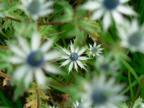 Image of Eryngium beecheyanum Hook. & Arn.