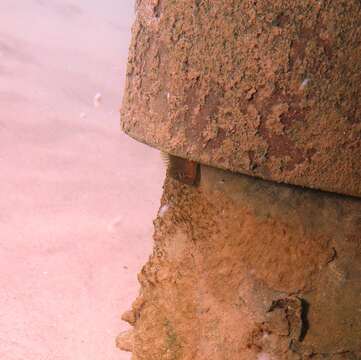 Image of Oyster Blenny