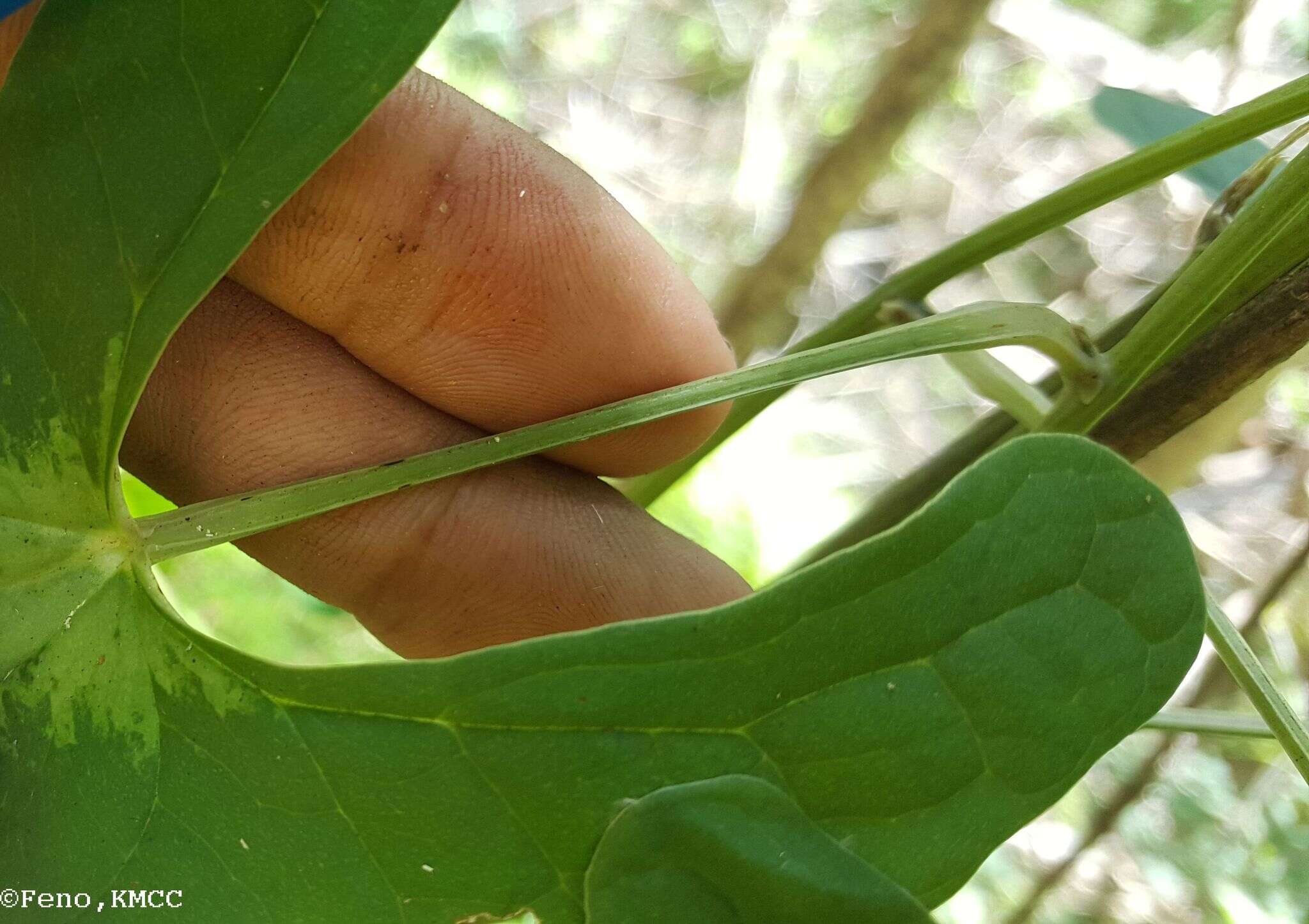 Image of Dioscorea seriflora Jum. & H. Perrier