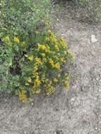 Image of yellow rabbitbrush