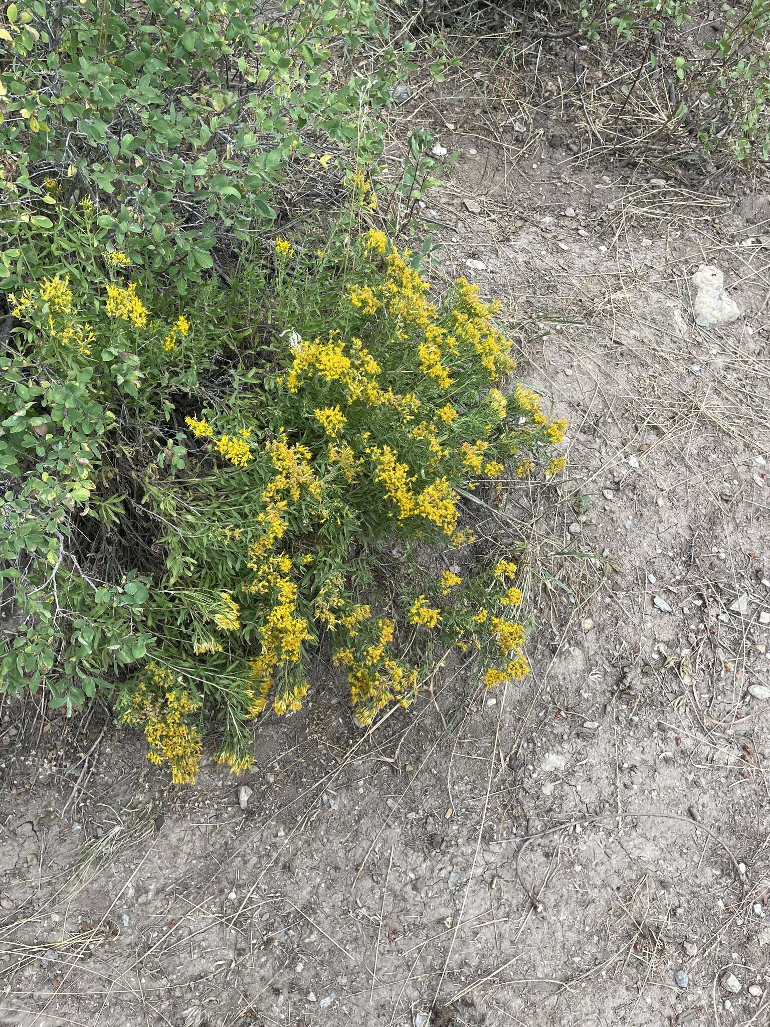 Imagem de Chrysothamnus viscidiflorus subsp. lanceolatus (Nutt.) H. M. Hall & Clem.