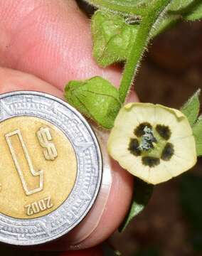 Image of Physalis leptophylla Robinson & Greenm.