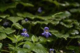 Platystemma violoides Wall.的圖片