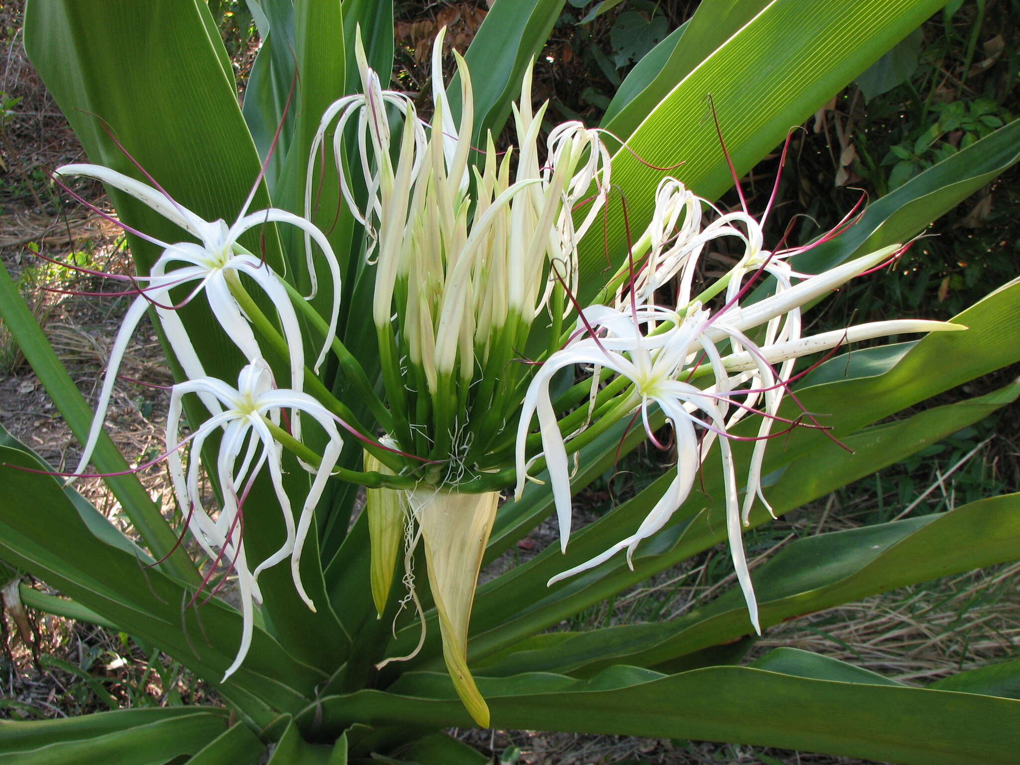 Image of Mangrove lily