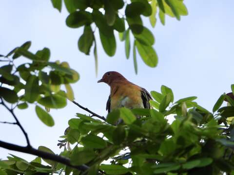 Imagem de Treron fulvicollis (Wagler 1827)