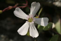 Слика од Petrocoptis pyrenaica (J. P. Bergeret) Walp.