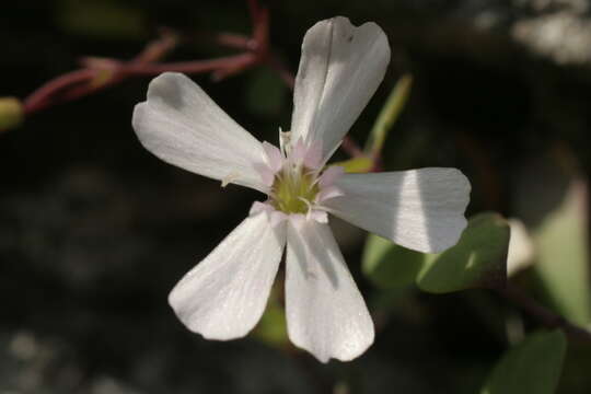 Image of Petrocoptis pyrenaica (J. P. Bergeret) Walp.