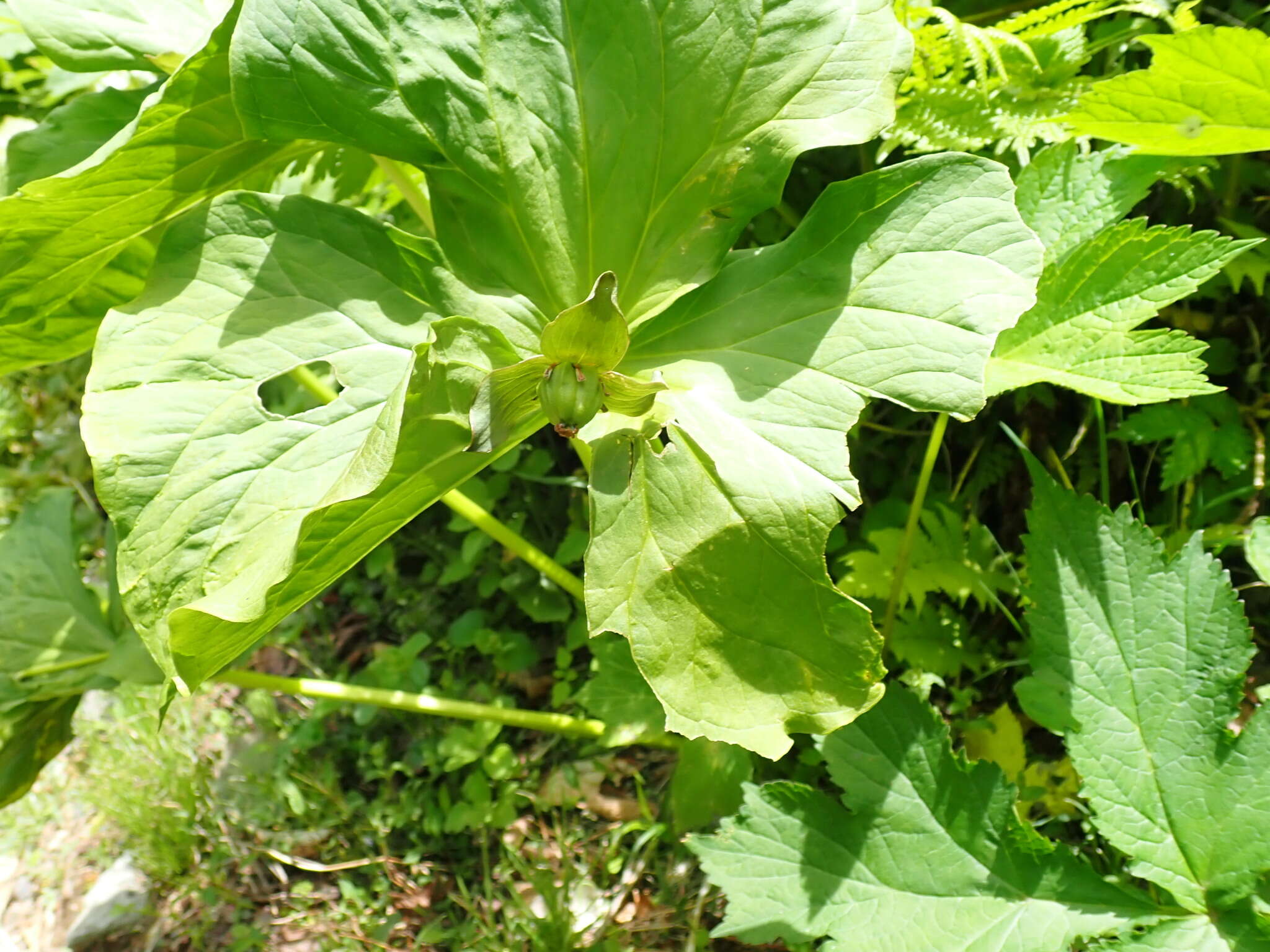 Image of Trillium apetalon Makino