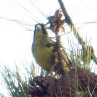 Image of Vietnamese Greenfinch