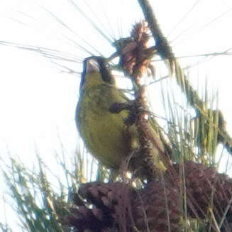 Sivun Chloris monguilloti (Delacour 1926) kuva