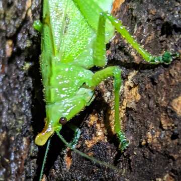 Image of Copiphora hastata Naskrecki 2000