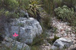 Plancia ëd Gladiolus carmineus C. H. Wright