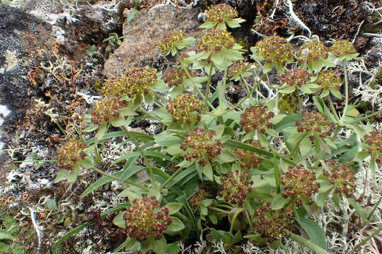 Image of Bupleurum triradiatum Adams ex Hoffm.