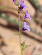 Image of lesser snapdragon