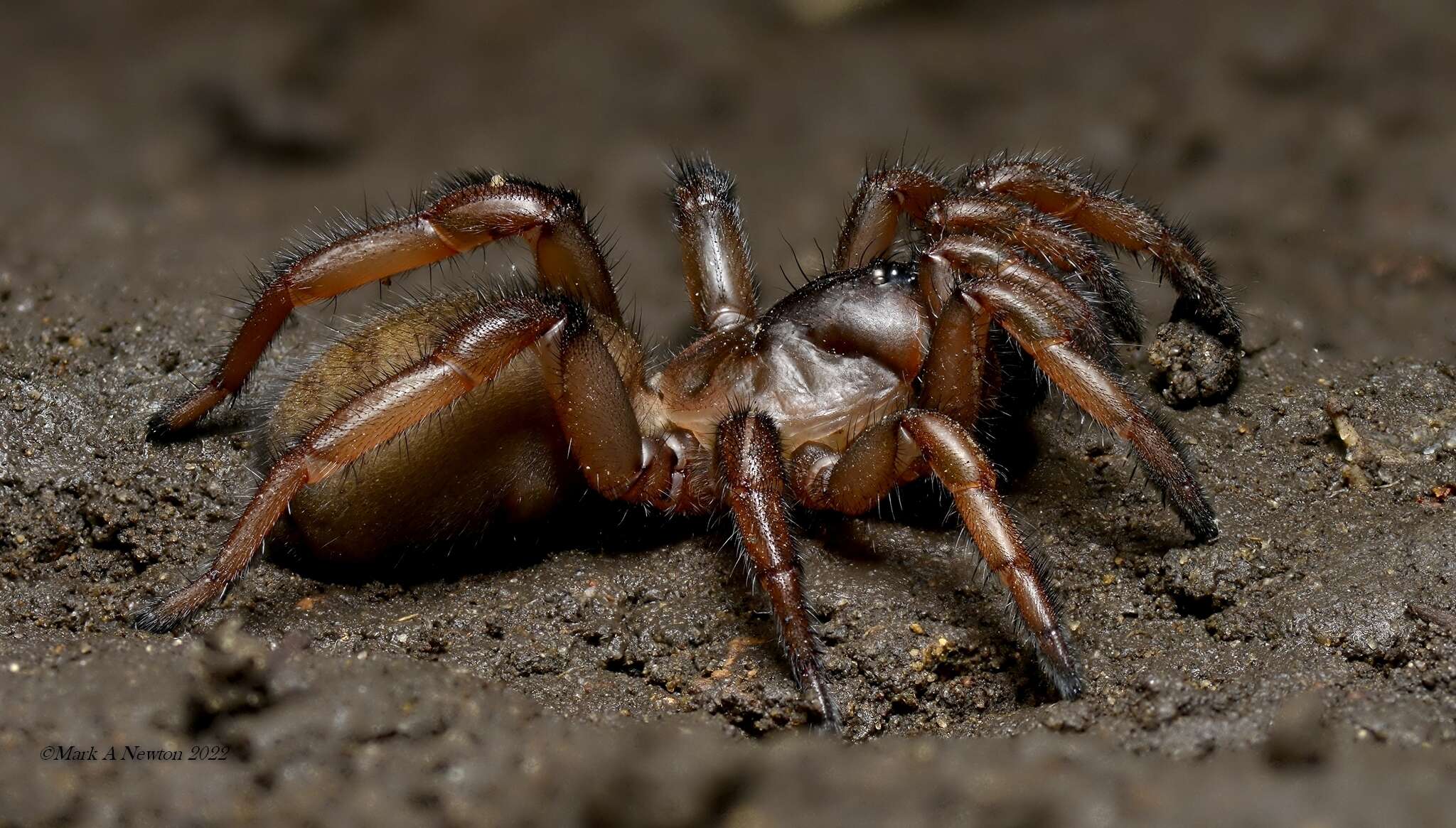 Image of Blakistonia aurea Hogg 1902