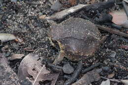 Image of Breviceps ombelanonga Nielsen, Conradie, Ceríaco, Bauer, Heinicke, Stanley & Blackburn 2020