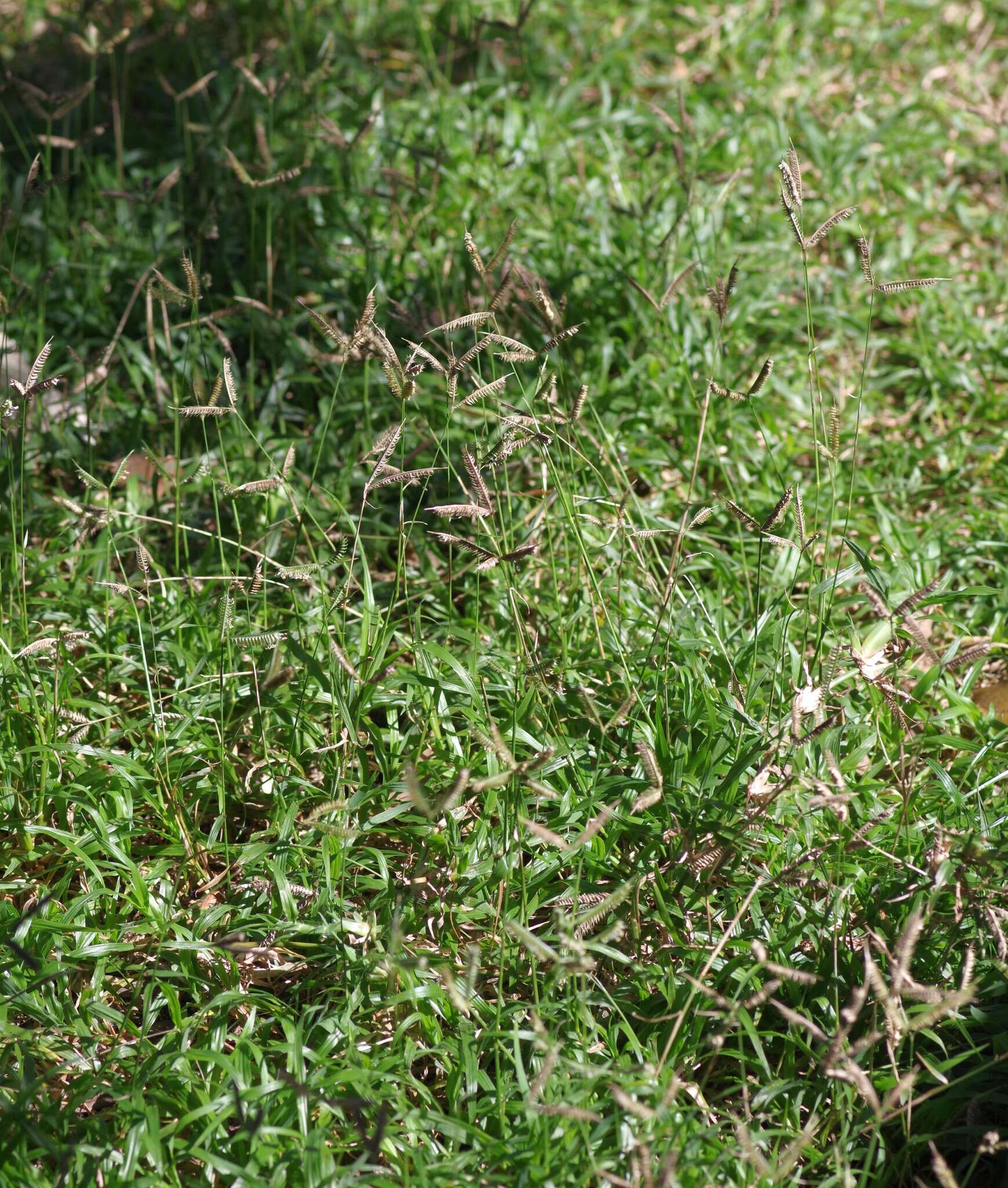 Image of LM grass