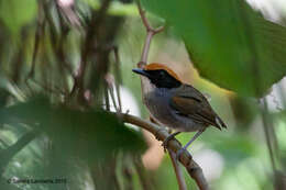 Image of Black-cheeked Gnateater