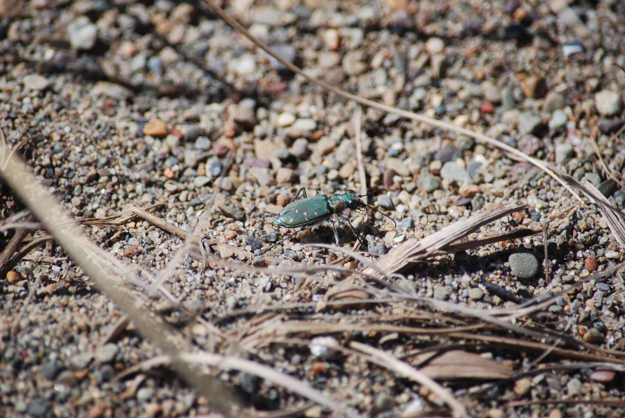 Image of Twelve-spotted Tiger Beetle