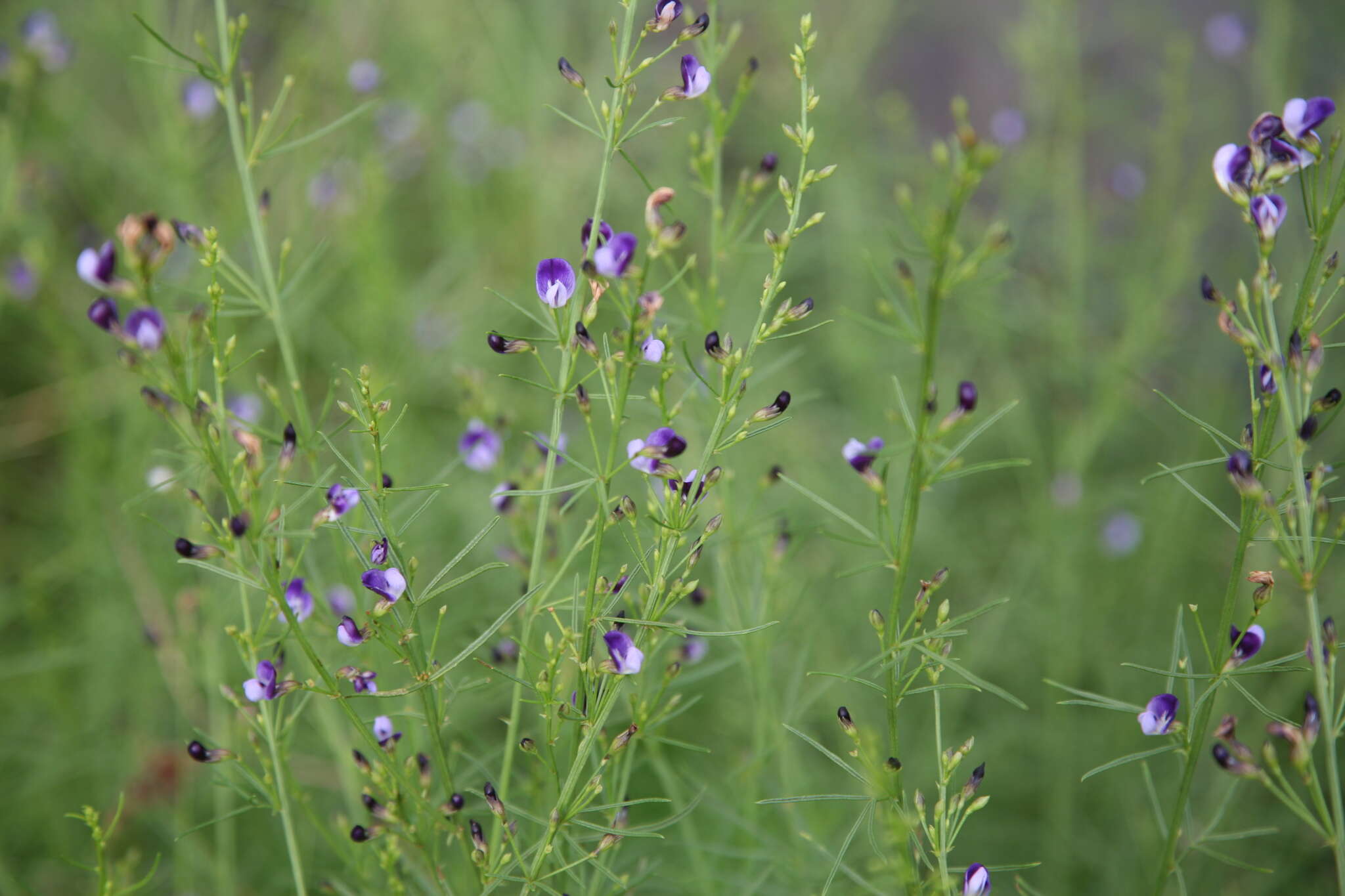 Image of <i>Psoralea rhizotoma</i>