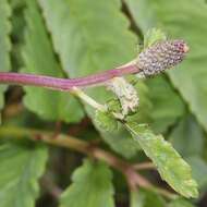 Слика од Sanguisorba hakusanensis Makino