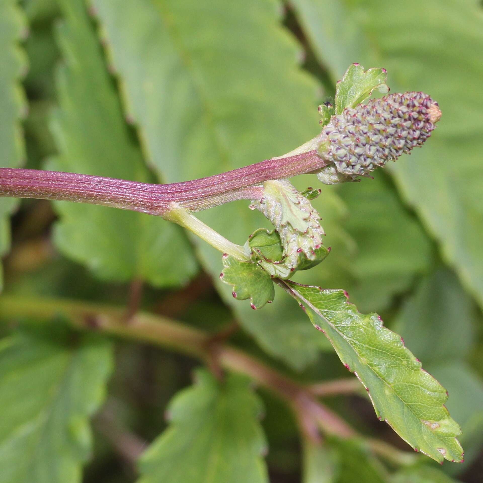 Слика од Sanguisorba hakusanensis Makino