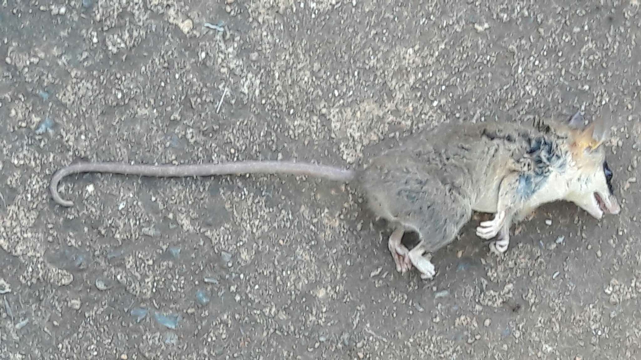 Image of Agile Gracile Mouse Opossum