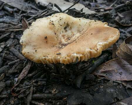 Image of Russula neerimea Grgur. 1997