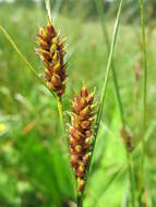 Image of slender sedge