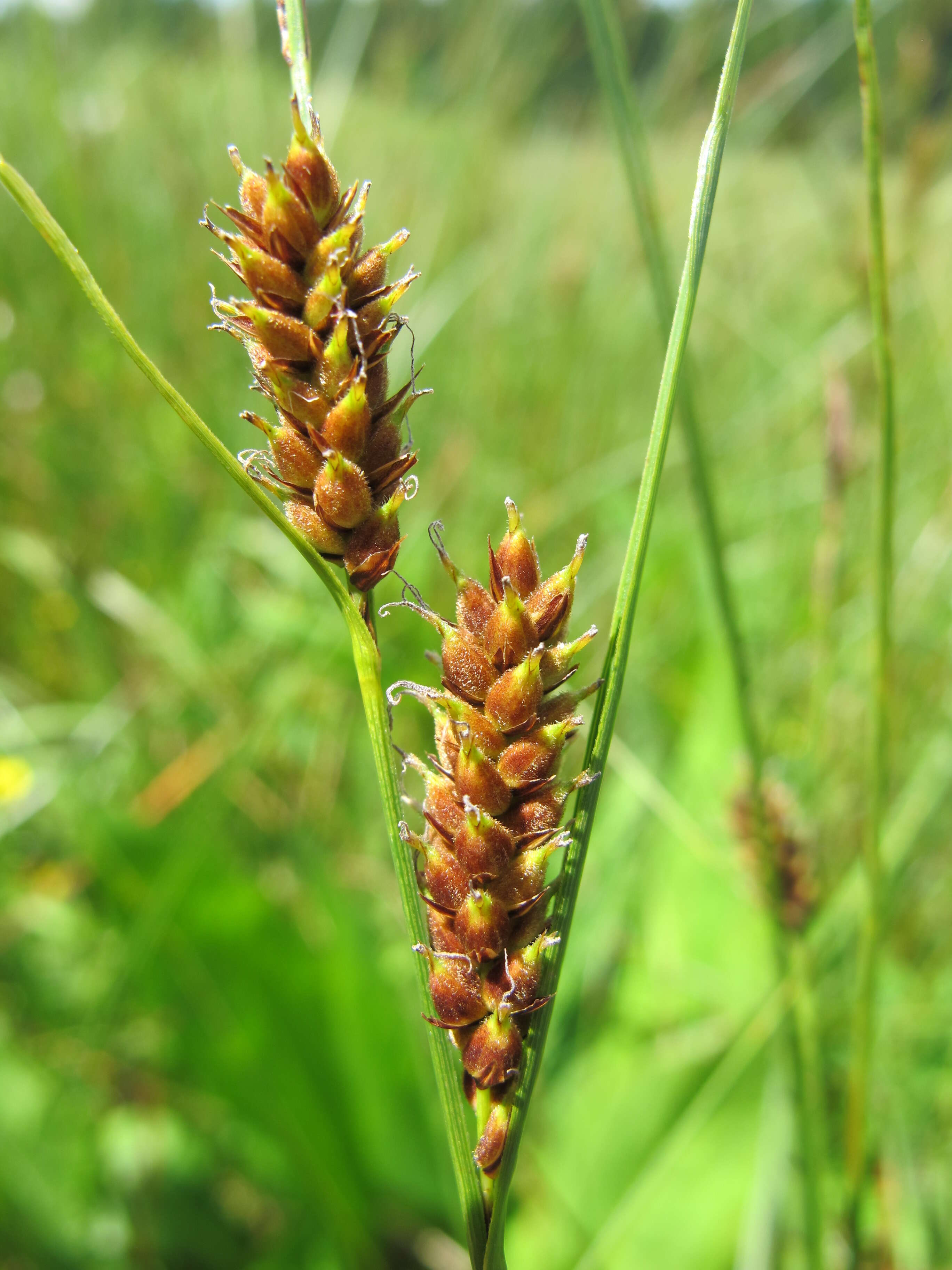 Image of slender sedge